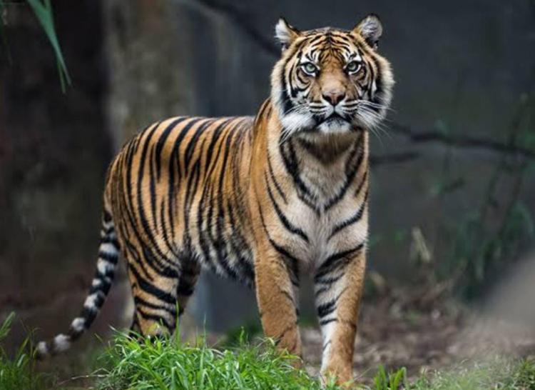 Warga Siak Tewas Dimangsa Harimau, Kepala Terpisah Dari Tubuh Korban