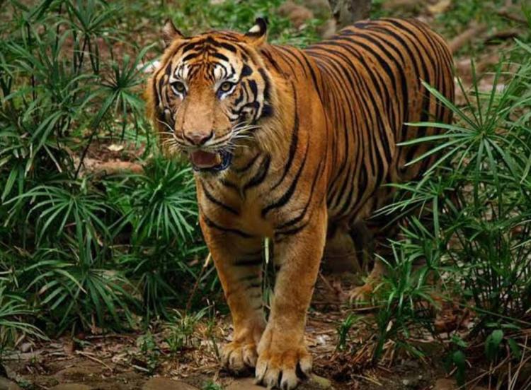 Begini Respon BBKSDA Riau Usai Warga Siak Tewas Dimangsa Harimau Hingga Kepala Korban Putus