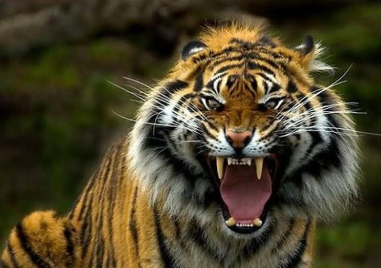 6 Tragedi Harimau Memangsa Manusia di Riau Setahun Terakhir, 3 Korban Tewas Kepala Terpisah dari Tubuh