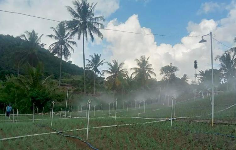 Petani Senang, Program Electrifying Agriculture PLN Tekan Biaya Operasional Usaha Bawang di Enrekang Sulsel Hingga 75 Persen