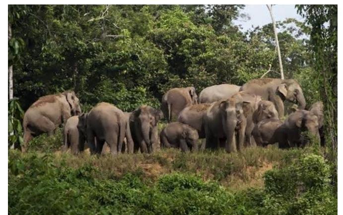 2 Kelompok Gajah Berkeliaran di Konsesi Hutan Tanaman Industri Kabupaten Siak