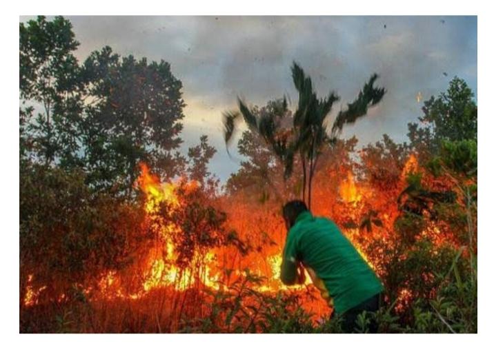 2 Pekerja Ditangkap Polisi Gara-gara Bakar 4 Hektare Hutan di Rohil, Pemilik Lahan Masih Diburu