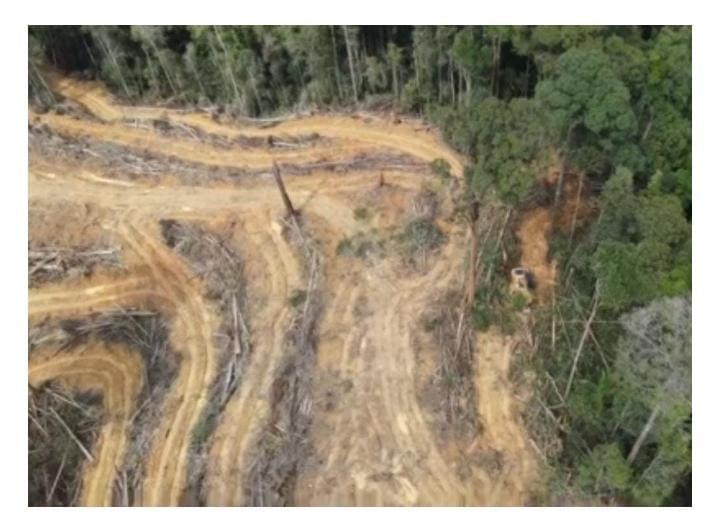 Aldiko Putra Ungkap 400 Hektar Hutan Digarap Tapi Tak Ditindak KPH Singingi: Saya Anggota DPRD Wajib Bela Rakyat, Kenapa Cukong Hutan Dibiarkan!