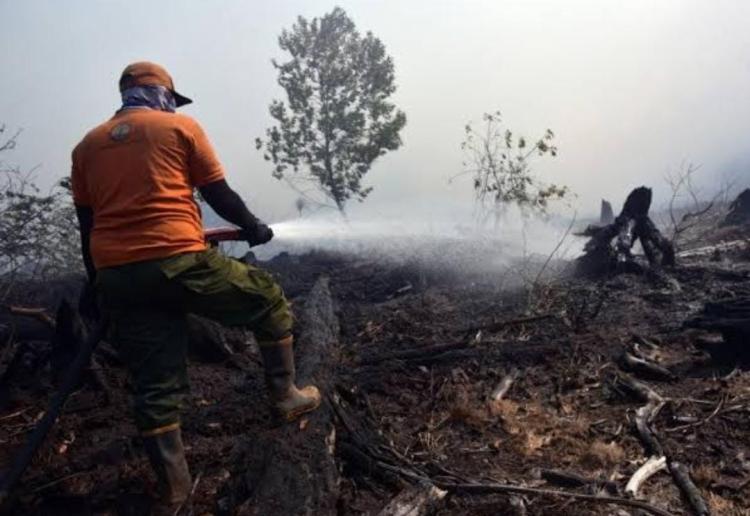 Lahan Terbakar di Bengkalis Sudah Capai 200 Hektare, Tersebar di 24 Desa