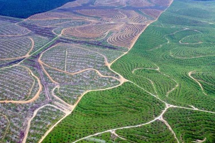 DBH Sawit untuk Daerah Penghasil Rp 3,4 Triliun, DPRD Riau Desak Kemenkeu Bikin Perhitungan yang Adil