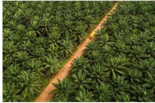 Wow! 9 Juta Hektare Kebun Sawit Tak Bayar Pajak, Menko Luhut: Bayar Denda, Kalau Tak Mau Diambil Pemerintah!