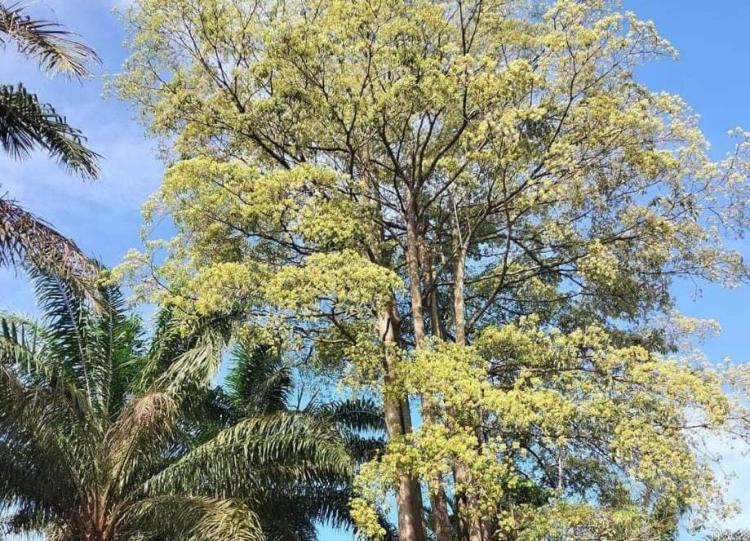 Heboh Warga Rokan Hilir Dipicu Aroma Wewangian Dihubungkan dengan Mistis, Ternyata Pohon Ini Sedang Berbunga