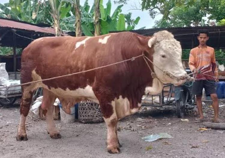 Inilah Sapi Kurban Bantuan Presiden Jokowi di Riau, Beratnya 906 Kilogram Asal Indragiri Hulu