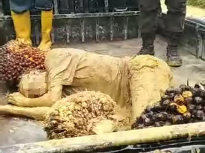 Pencuri Sawit PT Kencana Andalan Nusantara di Rokan Hilir Dihajar Massa Sampai Berlumuran Lumpur