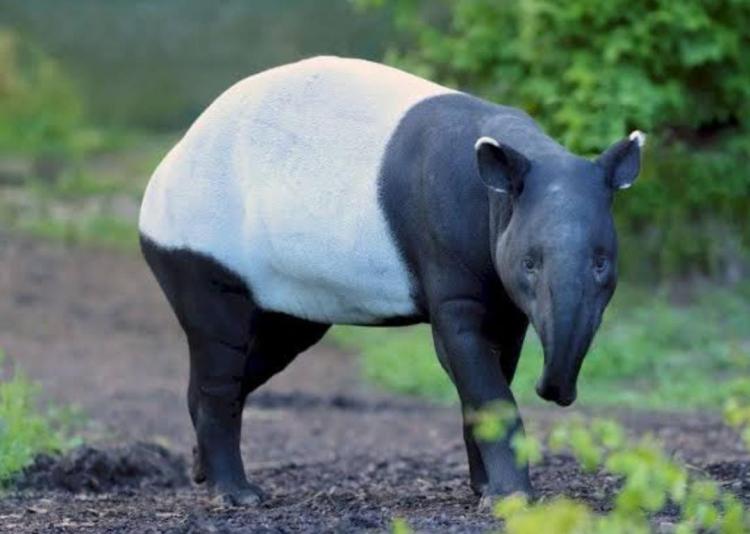 Tapir yang Ditemukan Warga Terkapar Masuk Parit di Reteh Indragiri Hilir Akhirnya Tewas