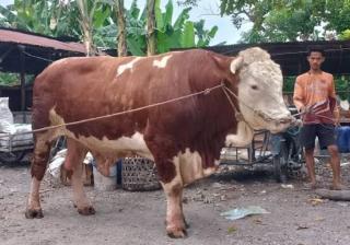Inilah Sapi Kurban Bantuan Presiden Jokowi di Riau, Beratnya 906 Kilogram Asal Indragiri Hulu