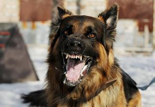 25 Orang di Riau Digigit Hewan Rabies, Ini Langkah Diskes Riau