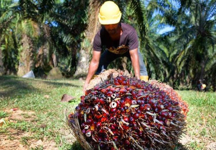 Harga Kelapa Sawit Riau Naik Tipis Sepekan ke Depan, Ini Daftarnya