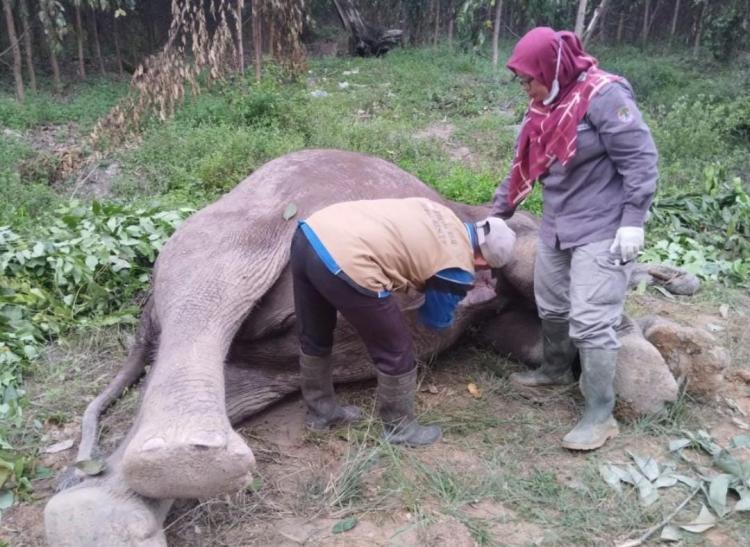 Gajah Tewas Diracun di Konsesi HTI Distrik Nilo Pelalawan, Ditemukan Umpan Gula Merah