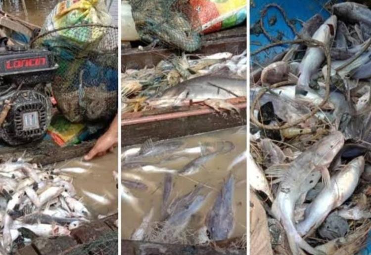 Ribuan Ikan Mati Mendadak di Sungai Siak, DLHK Riau Koordinasi Lacak Sumber Dugaan Pencemaran