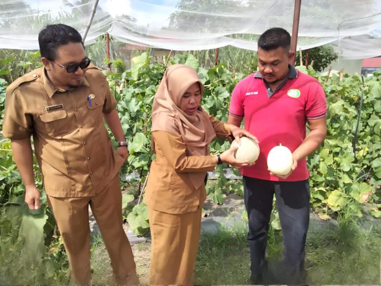 Meski Tidak Dapat Bantuan, Petani Melon Di Kepulauan Meranti Ini Sukses Dapatkan Sertifikat Prima Hingga Targetkan Ekspor