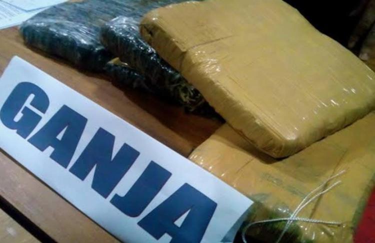 Penyelundupan 1,7 Kilogram Ganja Lewat Bandara SKK II Pekanbaru Digagalkan, Pengirimnya Warga Rokan Hulu