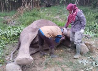 Gajah Tewas Diracun di Konsesi HTI Distrik Nilo Pelalawan, Ditemukan Umpan Gula Merah