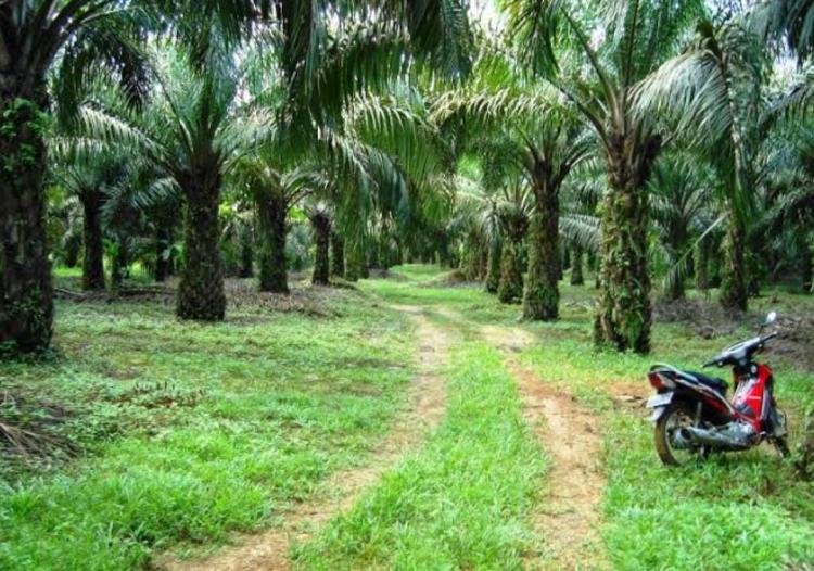 Manajemen PT SBAL Tegaskan Tak Halangi Kunjungan Tim Stranas PK, Miskomunikasi Karena Tak Ada Surat Pemberitahuan