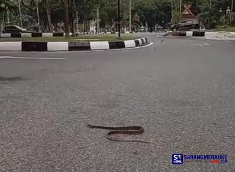 Heboh Basement Gedung Mewah Kantor Gubernur Riau Jadi Sarang Bertelur Ular Sanca