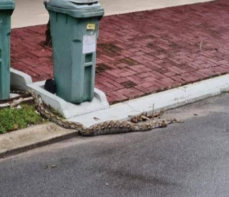 Tim DPKP Kota Pekanbaru Sudah Lakukan 97 Kali Evakuasi di Pemukiman Warga