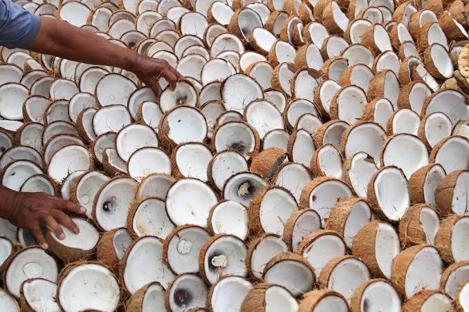 Harga Kopra dan Tepung Sagu Naik Dalam Sepekan, Cek Harganya