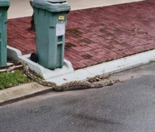 Tim DPKP Kota Pekanbaru Sudah Lakukan 97 Kali Evakuasi di Pemukiman Warga