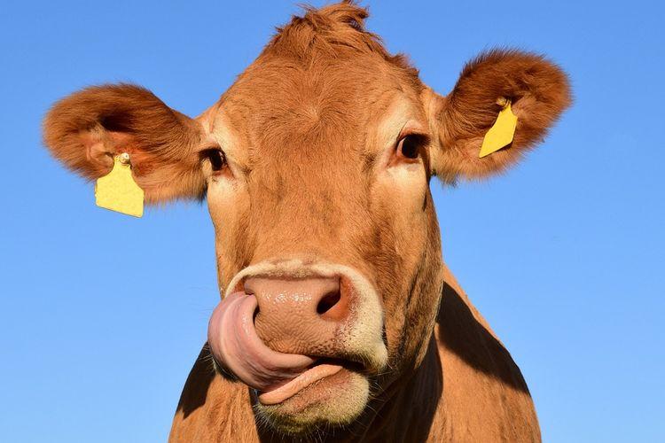 Bukan Karena Virus, Belasan Sapi Mati Mendadak di kampar Ternyata Ini Penyebabnya