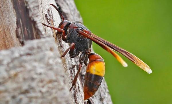 Hindari Serangan Kawanan Tawon, 5 Mahasiswa UIR Pilih Lompat ke Danau