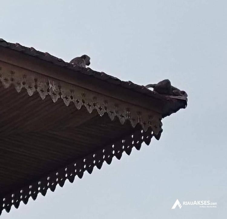 Kawanan Monyet Teror Siswa SD Negeri di Pekanbaru, Bikin Sarang di Atas Ruang Sekolah