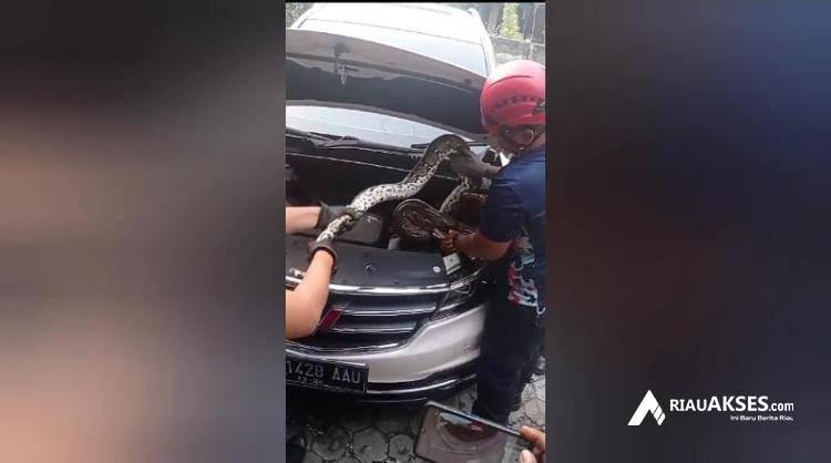 Wow! Ular Sanca 3 Meter Bersarang di Kap Mobil Warga Pekanbaru