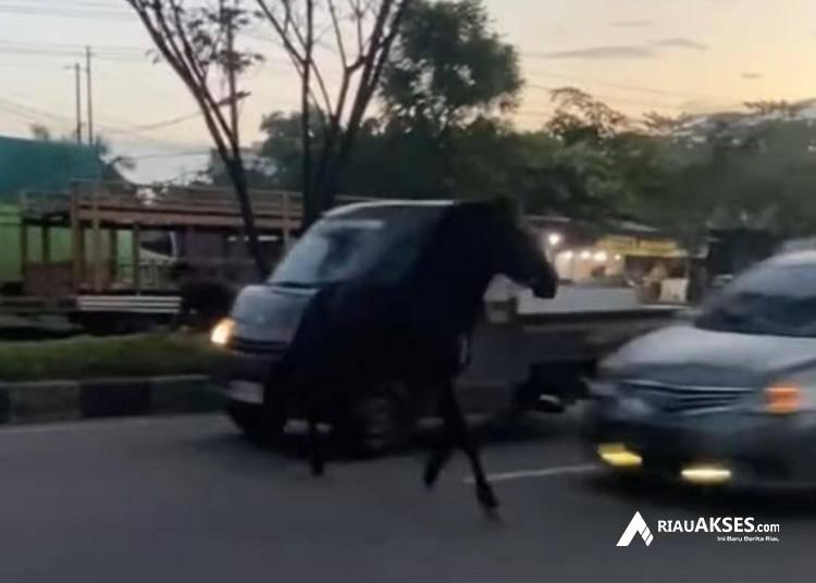 Kuda Pacu Kabur Tabrak Mobil di Jalan Kota Pekanbaru, Begini Kronologinya
