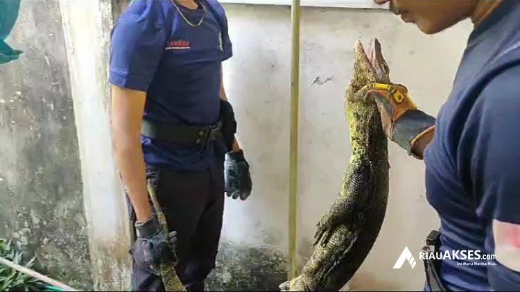 Biawak Teror Warga Sail Pekanbaru, Tim Rescue Damkar Turun Tangan