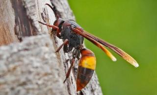 Hindari Serangan Kawanan Tawon, 5 Mahasiswa UIR Pilih Lompat ke Danau