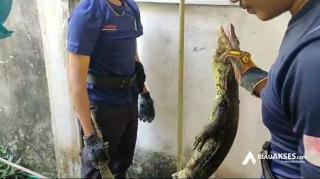 Biawak Teror Warga Sail Pekanbaru, Tim Rescue Damkar Turun Tangan