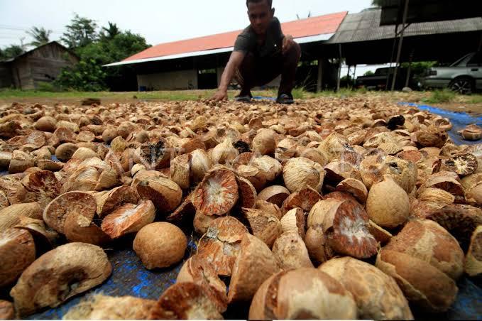 Harga Pinang Kering di Riau Turun Sepekan