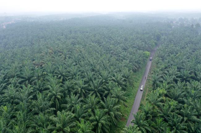 Jadi Penerima DBH Sawit Terbesar se-Indonesia, DPRD Riau Sebut Angkanya Tak Masuk Akal