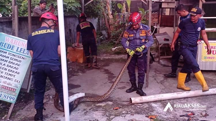 Tim Rescue Evakuasi Ular Sanca yang Bersembunyi di Pipa Saluran Air Rumah Warga Pekanbaru