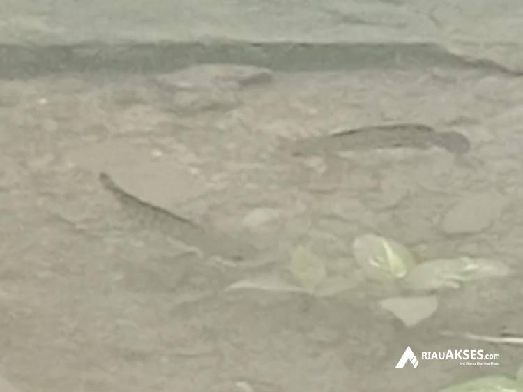 Kerap Dilanda Banjir, Warga Pekanbaru Temukan Ikan di Jalanan hingga Pemukiman