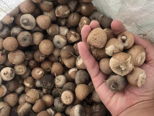 Pekan Ini Harga Pinang Kering di Riau Turun Jadi Rp5.680 per Kg