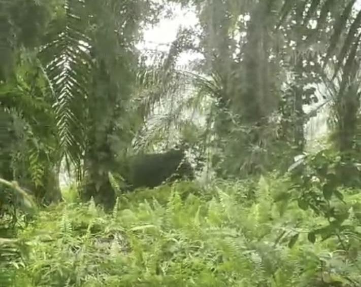 Habitatnya Terendam Banjir, Gajah Liar di Pelalawan Masuk Pemukiman Warga