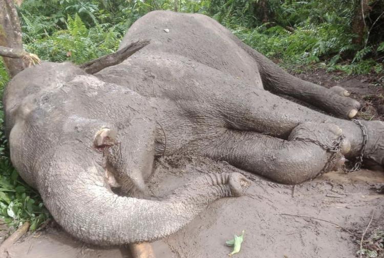 Miris! Gajah Latih di Taman Nasional Tesso Nilo Mati Diracun dari Makanan, Polda Riau Buru Pelaku