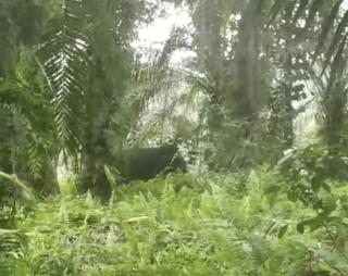 Habitatnya Terendam Banjir, Gajah Liar di Pelalawan Masuk Pemukiman Warga