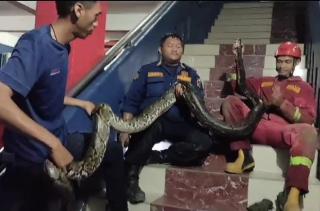 Tim Rescue DPKP Pekanbaru Evakuasi Ular Sanca 4 Meter di Saluran Air