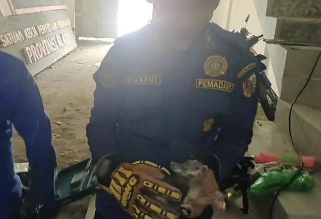 Jatuh dan Terjebak di Pipa Saluran Air, Anak Kucing Berhasil Dievakuasi Tim Rescue Damkar Pekanbaru