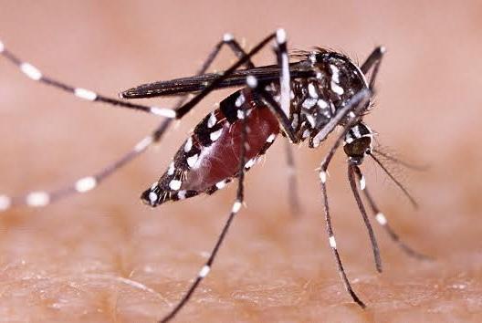 Pekanbaru Ranking 1 Kasus DBD di Wilayah Riau, Ini Rinciannya Tiap Daerah