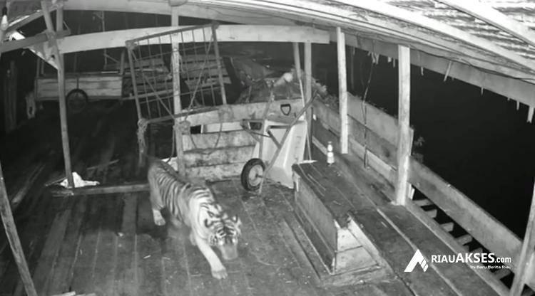 Viral! Video Harimau Mangsa Anjing di Siak, Ini Penjelasan BBKSDA Riau