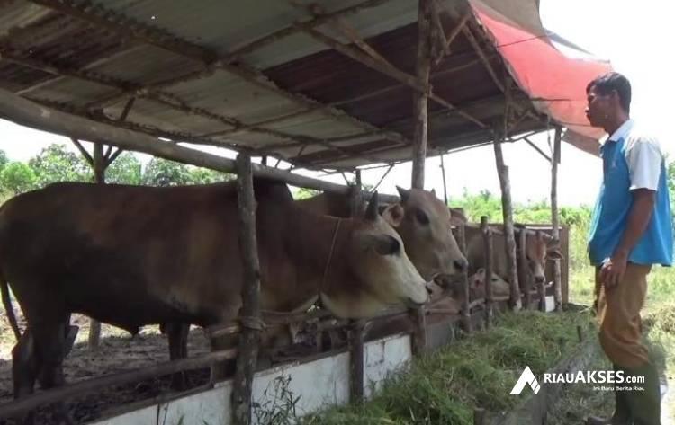 Jelang Hari Raya Idul Adha, Pemerintah Imbau Masyarakat Beli Hewan Kurban yang Miliki SKKH