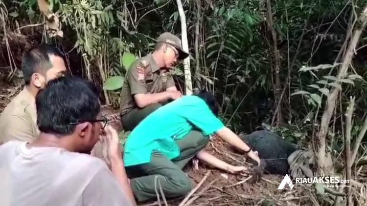 Terkena Jerat, Beruang di Kampar Dilepasliarkan Setelah Diobati