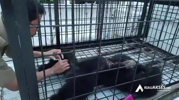 Warga di Pekanbaru Menyerahkan Seekor Siamang yang Bertahun-tahun Dirawatnya Kepada BBKSDA Riau
